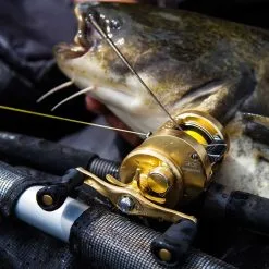 Shimano Calcutta Conquest 201 A -Ron Thompson CALCUTTA Conquest 18 1250x1250px V6 1280x1280